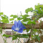 西洋朝顔ヘブンリーブルーの花