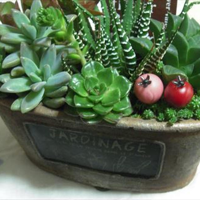 多肉植物とクリスマスローズ２色