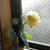 薔薇の花