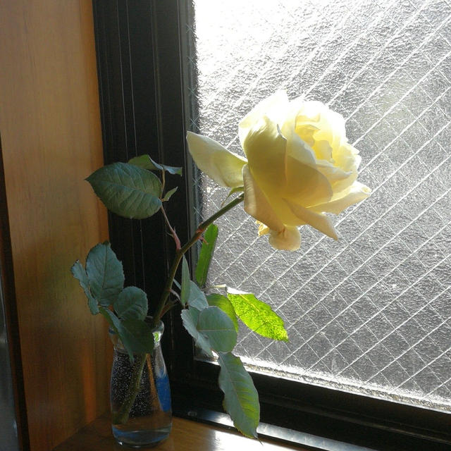薔薇の花