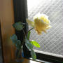 薔薇の花