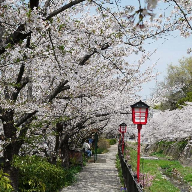 大堀川花の道#最近撮った写真は