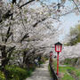 大堀川花の道#最近撮った写真は