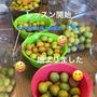 梅酵素ジュース しっかり仕込めました。オーダー頂いた生徒様有難うございます