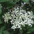Elderflower 
