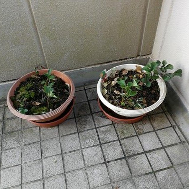 さみしくなった苺