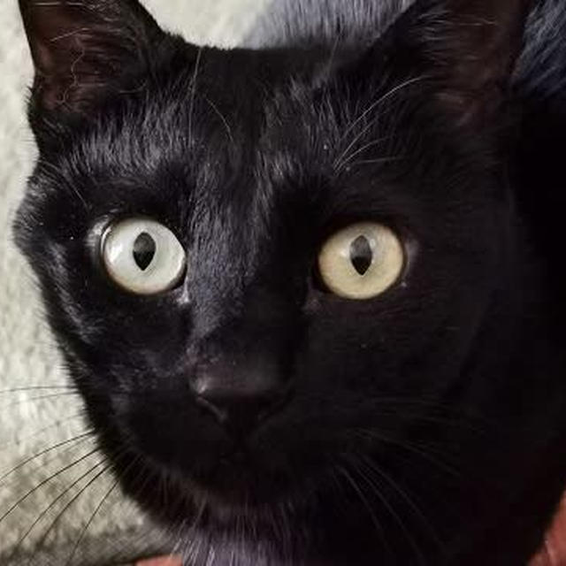 目ヤニの色