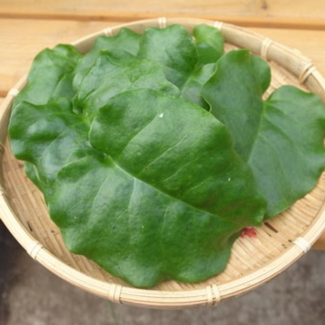 オカワカメ（雲南百薬・アカザカズラ）栽培☆ プランター育て方