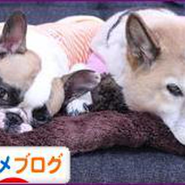 今週のお弁当まとめ10月3日～8日分