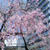 ☆目黒川の桜☆