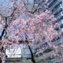 ☆目黒川の桜☆