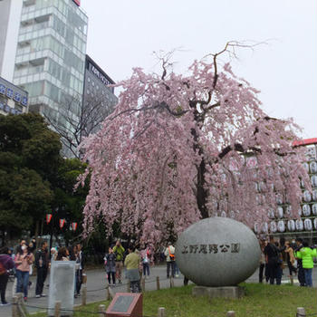 上野公園の桜