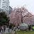 上野公園の桜