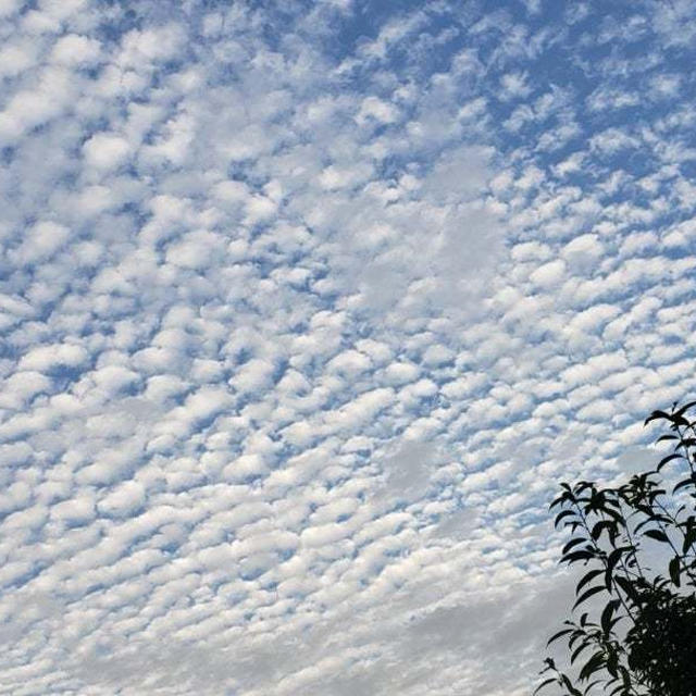 【コラム更新】秋の雲を探す散歩に出かけませんか？