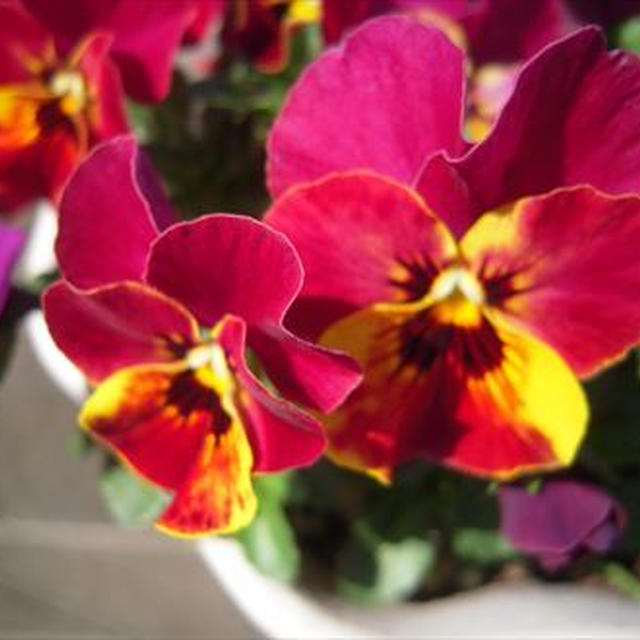 ビオラ、オステオスペルマム、春の花咲く！