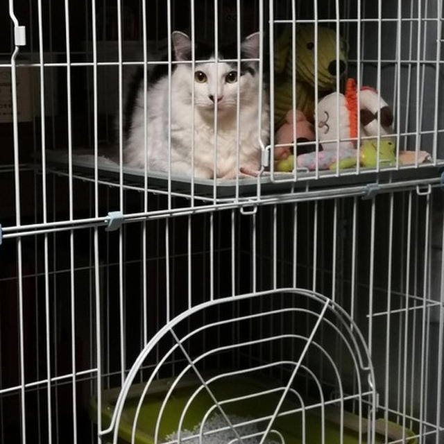 【小梅・さくら・桃之介通信】緊急地震速報に安眠妨害された