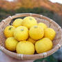 ユズ（柚子）栽培☆黄ゆずの丸ごと活用方法と化粧水レシピ 