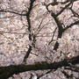 幸せな桜とともに・・・