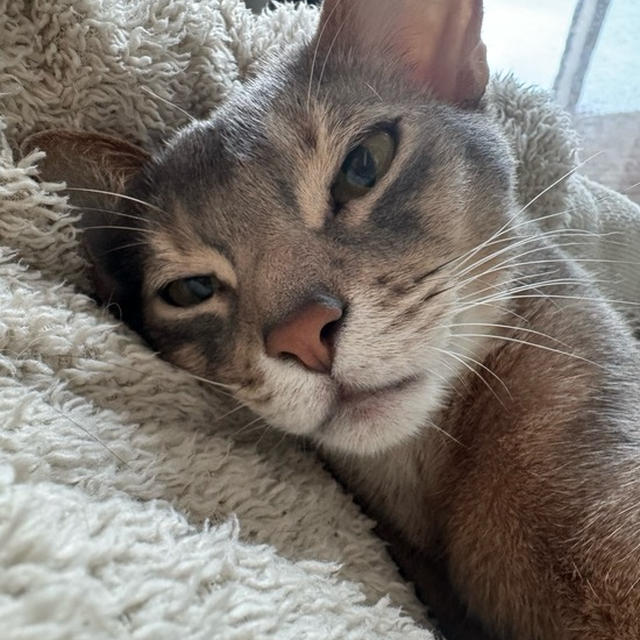 猫のうっとり顔