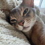 猫のうっとり顔
