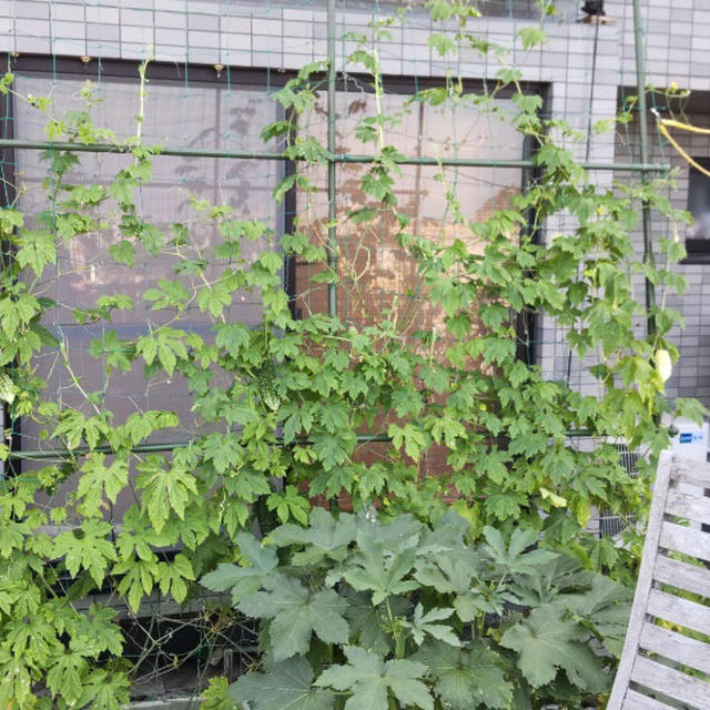 猛暑を越したプランター菜園のゴーヤ、きゅうり、プチトマト、万願寺、オクラ。なんとか乗り越えました