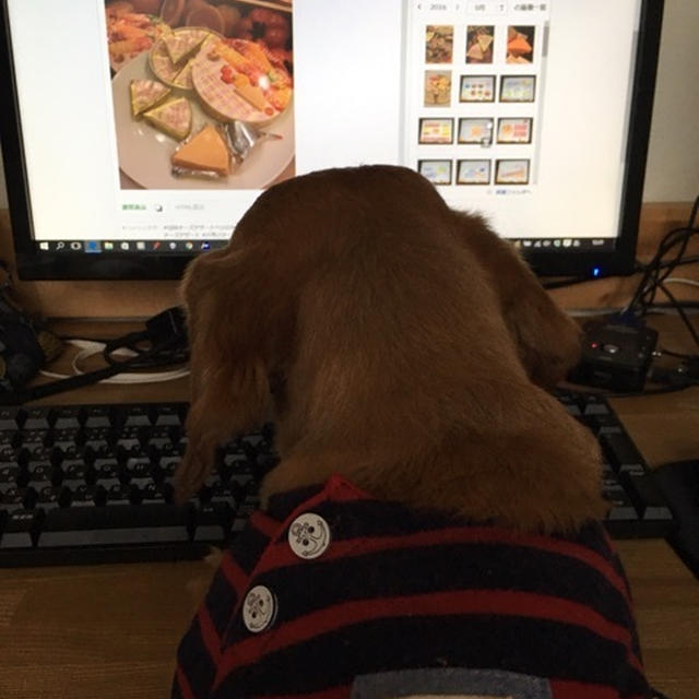 飼ったことがあるペット
