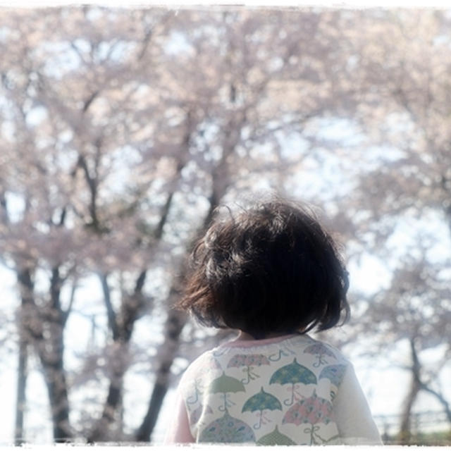桜の中でお散歩。