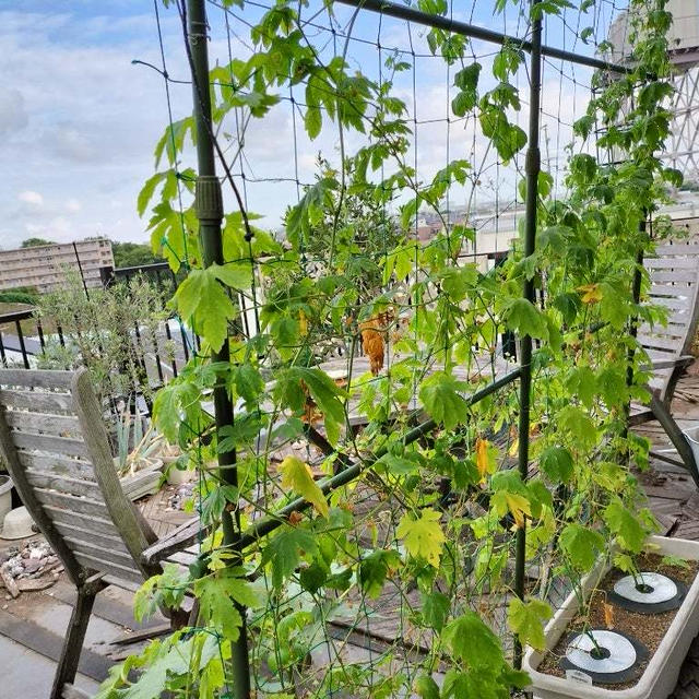 7月22日のプランター菜園　すでに真夏の景色で夏バテモード