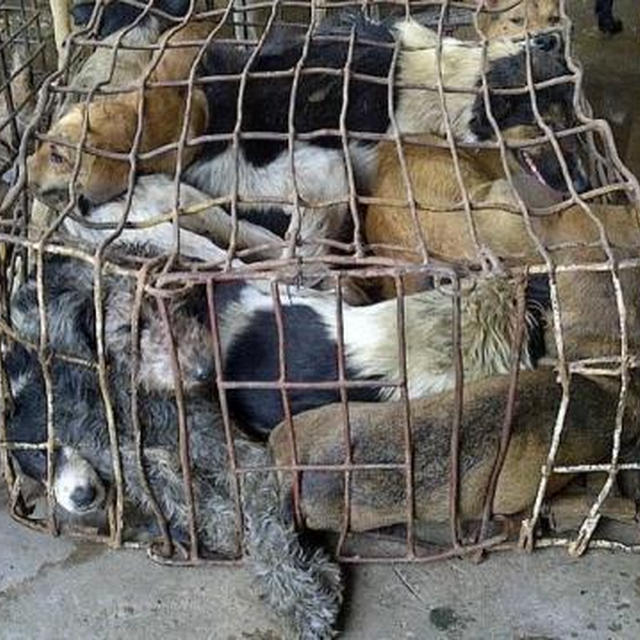タイで食用になる犬たちを救おう
