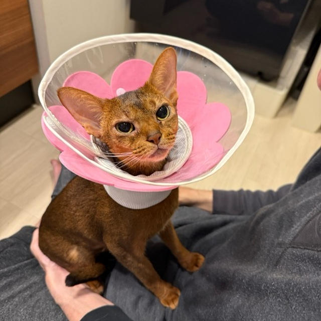 久々にりすを抱っこできて嬉しいパパ