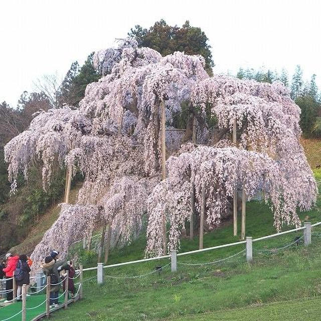 三春滝桜（2018年）