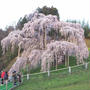 三春滝桜（2018年）