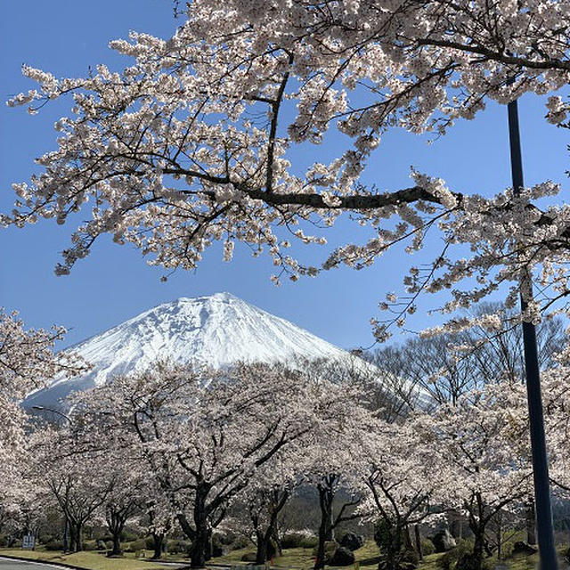 桜のトンネル・富士山・・とても綺麗でした♪♪ハリエのバームとマリア―ジュ　フレールのお土産