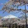 桜のトンネル・富士山・・とても綺麗でした♪♪ハリエのバームとマリア―ジュ　フレールのお土産