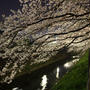 今年の桜 at 富山