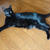 【小梅・さくら・桃之介通信】黒猫感謝の日  Black Cat Appreciation Day だから