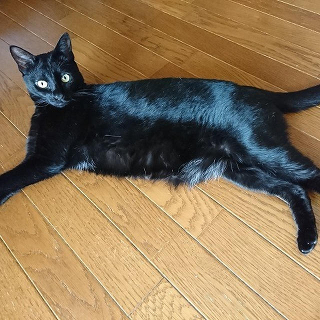 【小梅・さくら・桃之介通信】黒猫感謝の日  Black Cat Appreciation Day だから