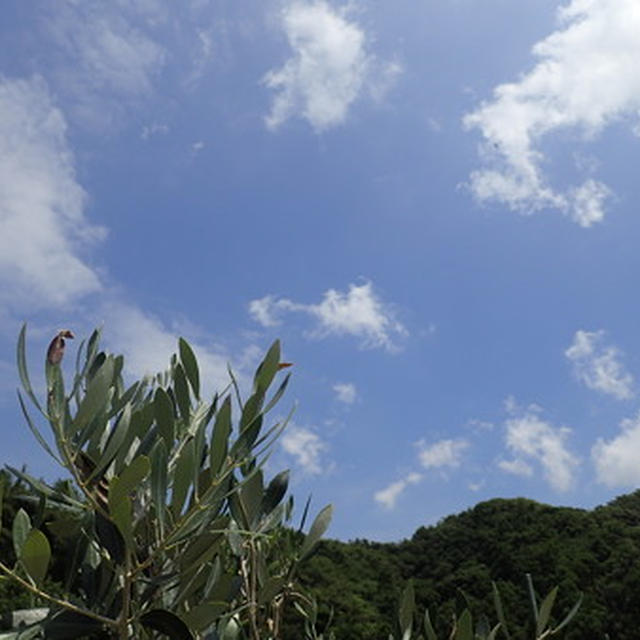今週の収穫野菜（８月中旬）☆のらのら2016秋号