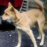 柴美？柴犬　愛犬を失ったその後の人生