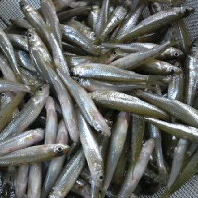 スゴモロコ 佃煮 炊き方