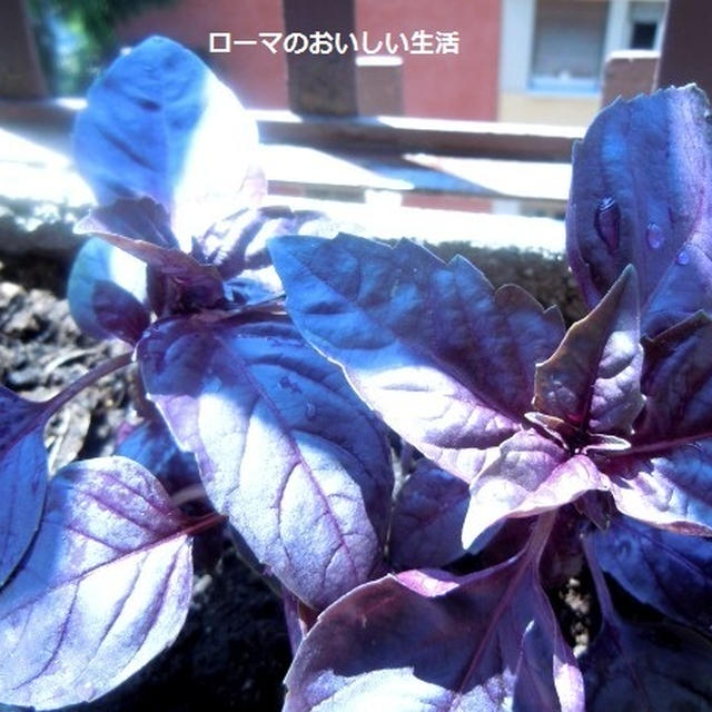 紫バジリコのペスト・ジェノベーゼ（Pesto di basilico viora)