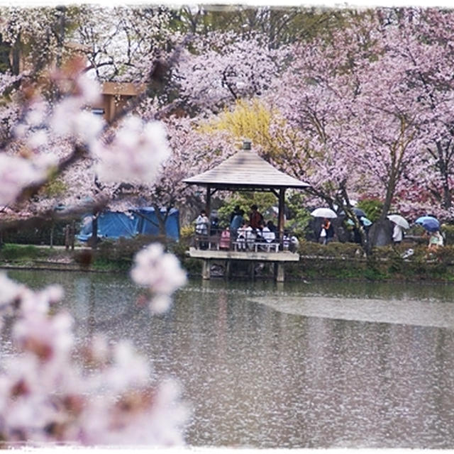 ■水面に映る桜を愛でる♪ヽ(´ω｀*)ﾉ■長野県 臥龍公園