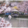 ■水面に映る桜を愛でる♪ヽ(´ω｀*)ﾉ■長野県 臥龍公園