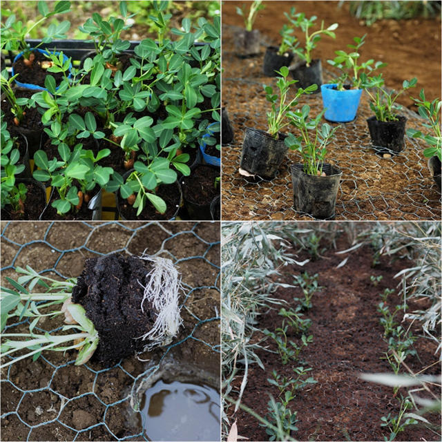 ■外ランチと農作業続【かつ庵の鰻カツ重／猪・小動物除けの落花生ポット苗植え付けの試み】