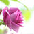 秋の薔薇
