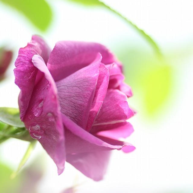 秋の薔薇
