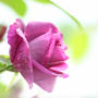 秋の薔薇