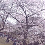 トロントの春🌸〜桜編〜🌸