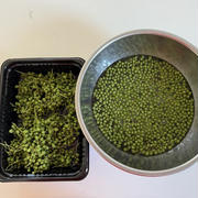 毎年作っているうちの実山椒の塩漬けの作り方とチキンステーキととうもろこしの冷製ポタージュで昨日の晩ごはん