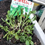 絹さや